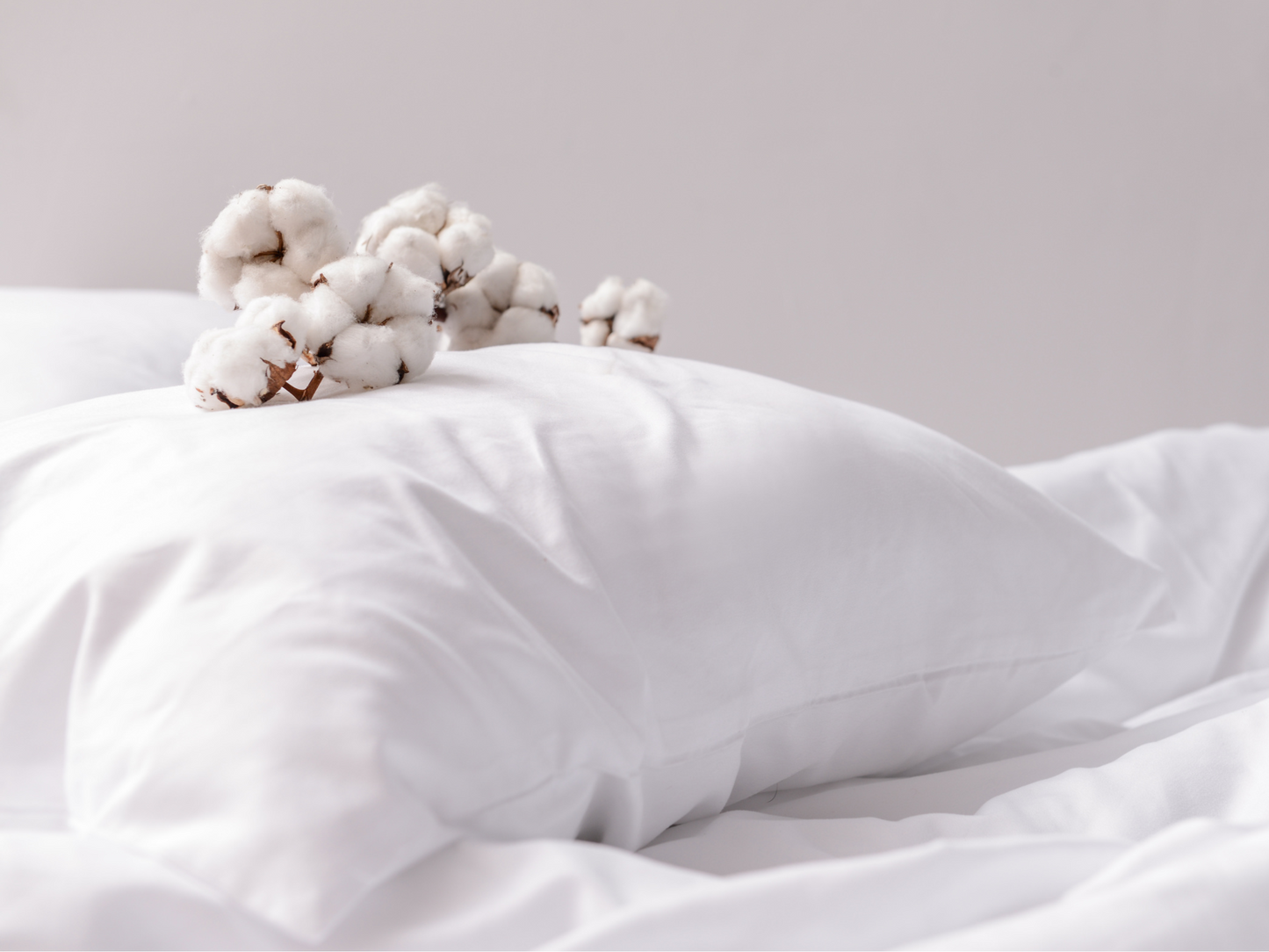 Organic Cotton Pillow